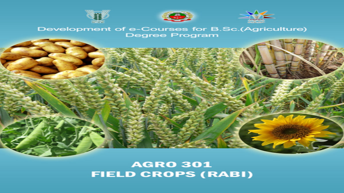 field crops (rabi)