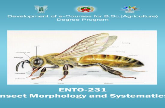 Insect Morphology and Systematics