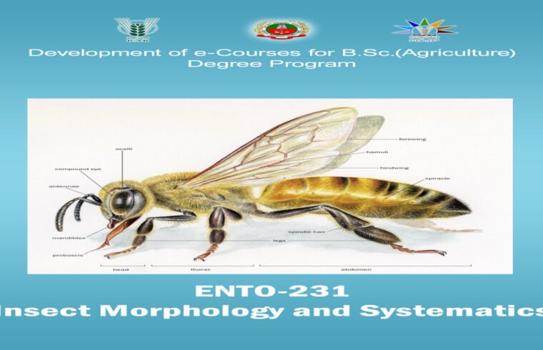 Insect Morphology and Systematics