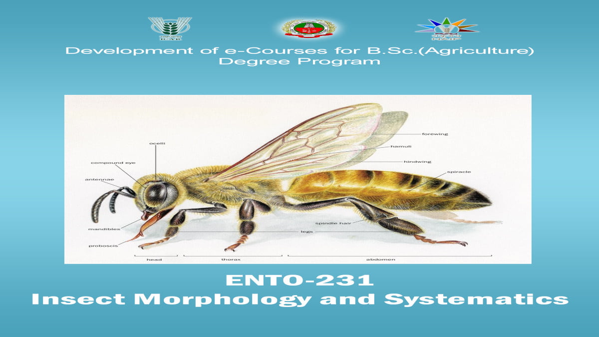 Insect Morphology and Systematics