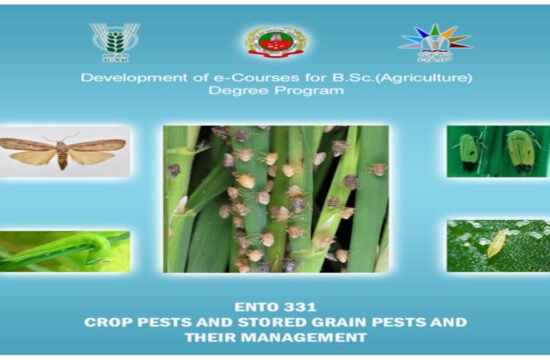 stored grain pests