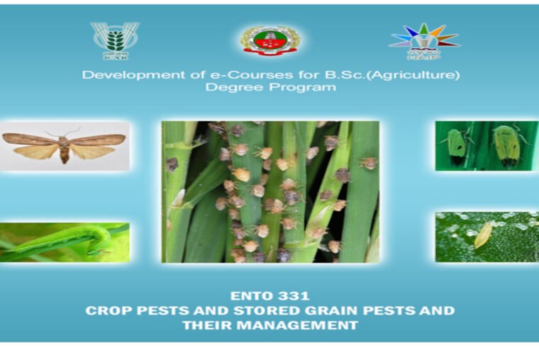 stored grain pests