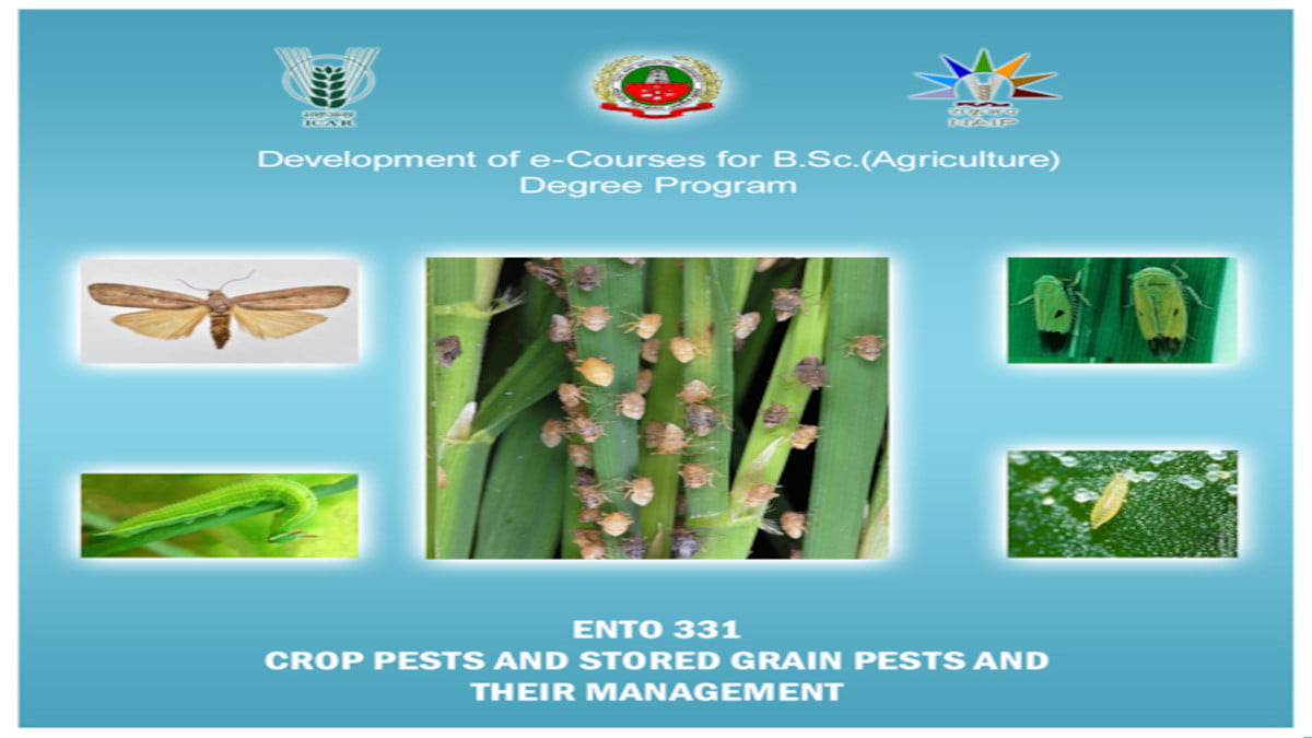 stored grain pests