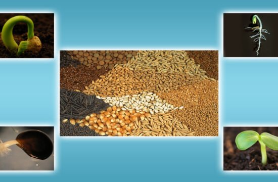 principles of seed technology