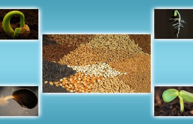 principles of seed technology