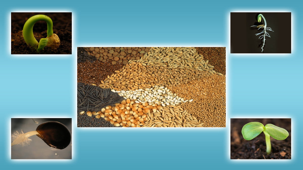 principles of seed technology